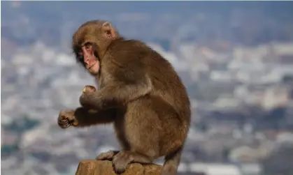  ?? ?? Japanese macaques are common across large parts of the country. Photograph: Dai Kurokawa/EPA