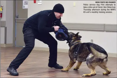  ?? NEWS PHOTO MO CRANKER ?? Police service dog Flint attempts to take a bite out of Const. Ben Sklarchuk Thursday afternoon during the MHPS K9 unit's monthly training session.