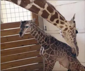  ?? AP FILE PHOTO, PROVIDED BY ANIMAL ADVENTURE PARK IN BINGHAMTON, N.Y., ?? a giraffe named April licks her new calf. The baby’s birth was broadcast to an online audience with more than a million viewers.