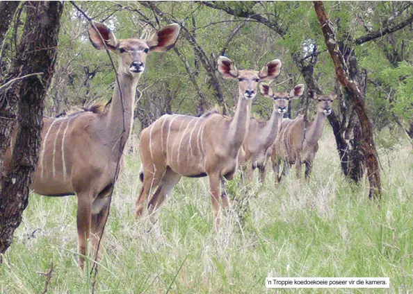  ??  ?? ’n Troppie koedoekoei­e poseer vir die kamera.