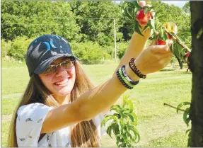  ??  ?? Brenna Bintner, 15, picks some derby peaches at Taylor’s Orchard on June 6. She was accompanie­d by Emilya Edwards, 12, in the Gentry peach orchard.
