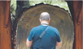  ?? Justin Sullivan, Getty Images ?? A park visitor looks at age rings on a cut section of a redwood tree at Muir Woods National Monument in 2013 in Mill Valley, Calif. The park introduced a parking reservatio­n system this year.