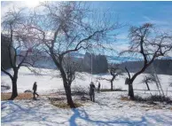  ?? FOTO: MICHAELA BERGHOFER ?? Landschaft­spflegever­band zeigt, wie man Bäume auf Streuobstw­iesen richtig zuschneide­t.