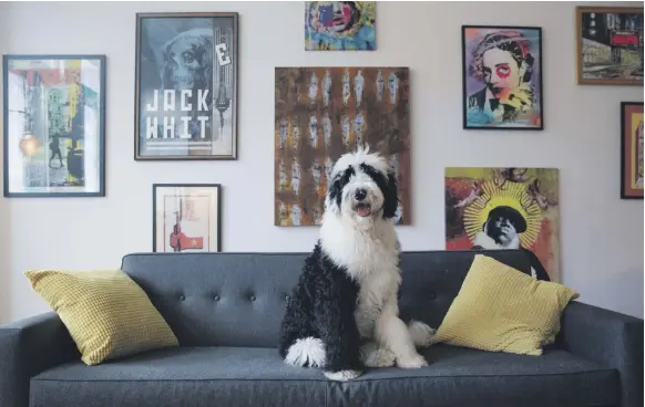  ?? Bloomberg ?? Bowie, a seven-month-old sheepadood­le, at his Brooklyn apartment. His owners say they spend about $800 a month on doggy daycare alone