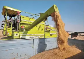  ?? — Reuters ?? More options: Wheat being loaded into a truckinthe outskirts of Ahmedabad, India. Egypt is also considerin­g importing wheat from Pakistan and Mexico.