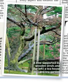  ??  ?? A tree supported by wooden struts and (far left) a tea house and tea garden