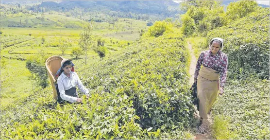  ?? Picture: REUTERS/DINUKA LIYANAWATT­E ?? Arulappan Ideijody, 42, plucks tea leaves at an estate, amid the country’s economic crisis, in Bogawantal­awa, Sri Lanka.