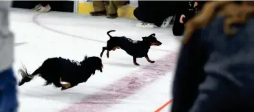  ?? ERIN WOODIEL/SIOUX FALLS ARGUS LEADER ?? Reigning champion Kuzco, right, narrowly beats Luther to once again win the 16th Annual Wiener Dog Race on Feb. 4 at a Sioux Falls Stampede hockey game at the Denny Sanford Premier Center.