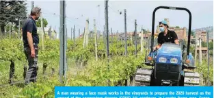 ??  ?? A man wearing a face mask works in the vineyards to prepare the 2020 harvest as the spread of the coronaviru­s disease (COVID-19) continues, in Langhe-Roero area, Cuneo, Italy on Sunday. — AFP
