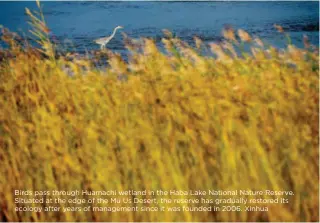  ??  ?? Birds pass through Huamachi wetland in the Haba Lake National Nature Reserve. Situated at the edge of the Mu Us Desert, the reserve has gradually restored its ecology after years of management since it was founded in 2006. Xinhua