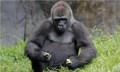  ??  ?? Tumani, a 13-year old critically endangered western lowland gorilla in New Orleans on Monday. Photograph: Gerald Herbert/AP