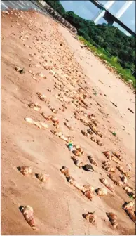  ??  ?? 東莞海灘出現大量豬腳­和動物內臟。
（取材自東莞時報）
