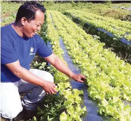  ??  ?? KSK TRAINING FARM IN BOHOL – Photo shows one of the trainees in Bohol posing with lettuce grown in mulched bed outdoors. The training was done in Balilihan, Bohol.