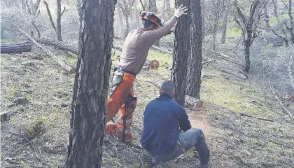  ?? CASAVI ?? Trabajos que se llevan a cabo en los Montes Comunales.