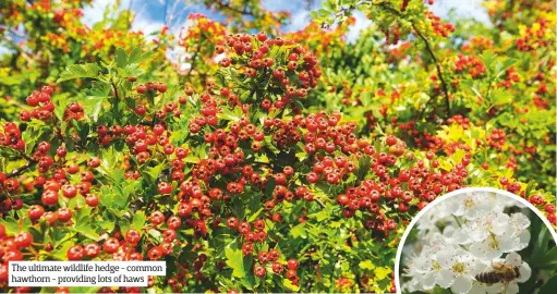  ??  ?? The ultimate wildlife hedge - common hawthorn - providing lots of haws