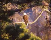  ?? Stephen Matovich / The Woodlands Developmen­t Co. ?? Two bald eagles have nested near Lake Woodlands since 2000. Their current nest is not far from The Woodlands United Methodist Church.