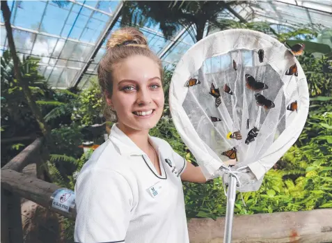  ?? Picture: STEWART McLEAN ?? NATURAL PASSION: Evie Clinton works at the Australian Butterfly Sanctuary as a guide and a laboratory assistant.
