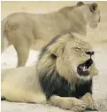  ?? ZIMBABWE NATIONAL PARKS ?? U.S. dentist Walter Palmer and his family were threatened after he shot Cecil the
lion, seen above in 2012.