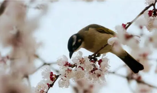  ??  ?? Top: A Chinese bubul lands on a blooming apricot tree in Longtan Park, a flower-watching spot in Beijing