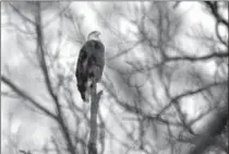  ?? HAMILTON SPECTATOR FILE PHOTO ?? An emerging concern is how high water levels will affect wildlife in the harbour area, which is home to many animals, including eagles.