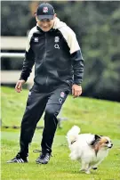  ??  ?? Dogged opponent: Eddie Jones chases Annie, his pet Papillon, during training