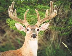  ?? Hearst Connecticu­t Media file photo ?? The state Department of Energy and Environmen­tal Protection is reminding motorists to be watchful of increased deer and moose activity along roadways, especially during early morning and evening hours. September through October is the peak of the breeding season for deer and moose.