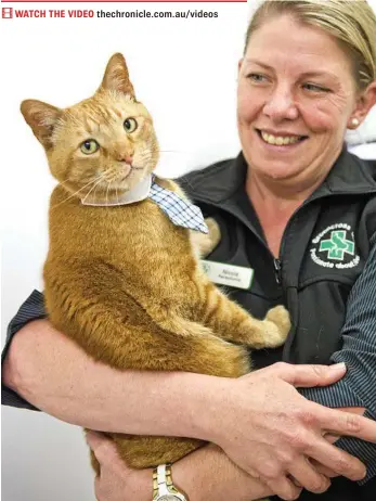  ?? PHOTO: NEV MADSEN ?? MAN OF STYLE: Greencross Vets South Towoomba’s practice manager Nicole Hardy celebrates Buddy the Cat’s Dermcare Clinic Cat of the Year 2017 Queensland State award.