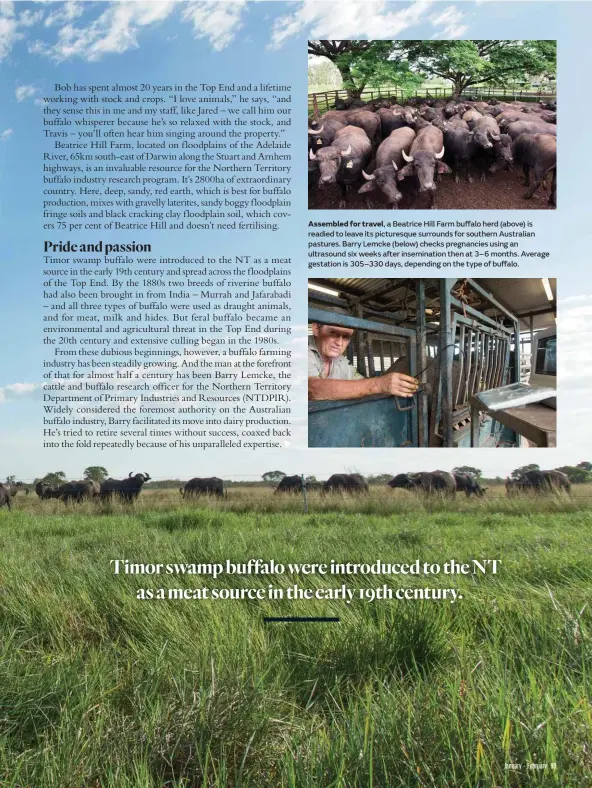  ??  ?? Assembled for travel, a Beatrice Hill Farm buffalo herd (above) is readied to leave its picturesqu­e surrounds for southern Australian pastures. Barry Lemcke (below) checks pregnancie­s using an ultrasound six weeks after inseminati­on then at 3–6 months. Average gestation is 305–330 days, depending on the type of buffalo.