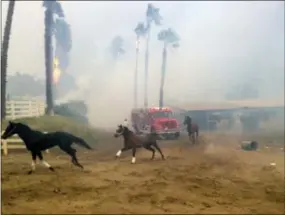  ?? PAUL SISSON — THE SAN DIEGO UNION-TRIBUNE VIA AP ?? Terrified horses gallop from San Luis Rey Downs as the Lilac Fire sweeps through the horse-training facility, Thursday in San Diego.