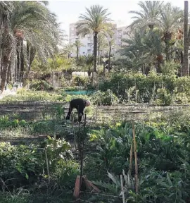  ??  ?? Der Garten Altabix ist ein Gardinenwe­chsel für Senioren.