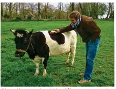  ??  ?? Clément Bienstman, vice-président d’Ökotop, avec une vache bretonne pie noir, « une race rustique et légère pour l’éco-pâturage ».