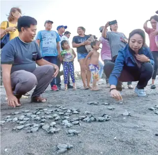  ?? PHOTO BY DENNIS ABRINA ?? BACK TO WHERE THEY BELONG
Roger Bilugan (left) of Samahan ng Labac Pawikan Patroller and Jacinta Remulla release 73 newly hatched sea turtles to the sea in Barangay Labac, Naic, Cavite, on Tuesday, Jan. 16, 2024. According to the group, around 7,000 hatchlings were released to the sea in 2023.