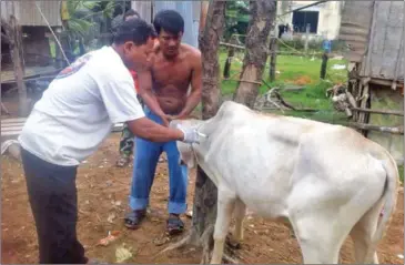  ?? PHOTO SUPPLIED ?? A health official injects a cow with antibiotic­s in Pursat province earlier this month after an outbreak of footand-mouth disease was detected.