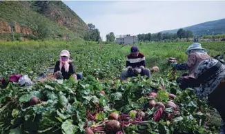  ??  ?? Farmers in Tianjiazha­i village, Xining, Qinghai province, harvest beetroot grown from seeds cultivated in space.