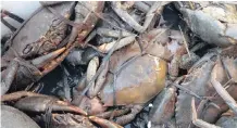  ??  ?? THE National Council of SPCAs was alerted to a shipment of about 5 300 crabs that had been left in the sun at a cargo facility at OR Tambo Internatio­nal Airport.