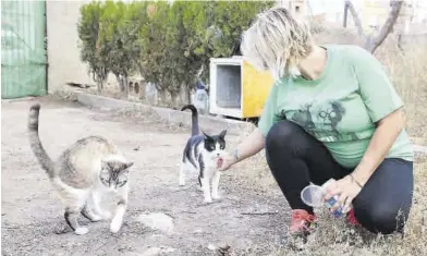  ?? DAVID GARCÍA ?? Imagen de archivo de un descampado ubicado en Vila-real, en el que se creó un espacio dedicado a los gatos.