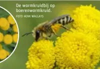  ?? FOTO HENK WALLAYS ?? De wormkruidb­ij op boerenworm­kruid.