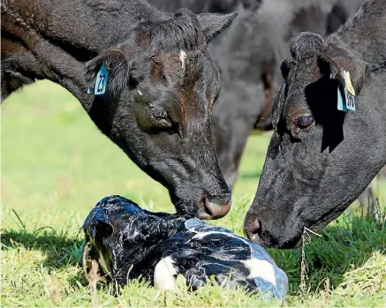  ?? PHOTO: GRANT MATTHEW/FAIRFAX NZ ?? The cow disease Mycoplasma has spread through calves being moved to North Canterbury.