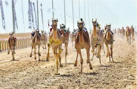  ?? Virendra Saklani/Gulf News ?? Camels charging towards the finish line during the Al Marmoum Heritage Festival at Dubai Camel Racing Club.