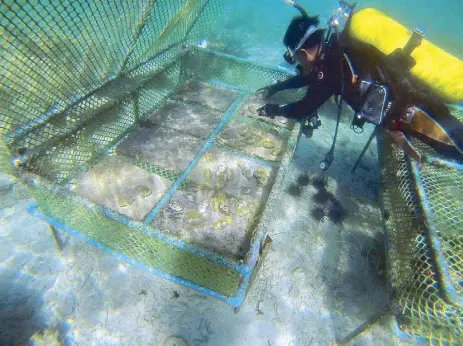  ??  ?? Tending to the juvenile clams in cages (above). Tridacna derasa juveniles (right).