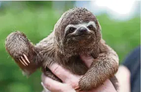  ??  ?? Animal rights group warns that sloth selfies, the latest Instagram trend, is cruel and exploitati­ve. — AFP