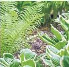  ?? DREAMSTIME ?? Ferns will grow anywhere that hostas will, and come in all shapes and sizes as well as some variegated with silver and burgundy.