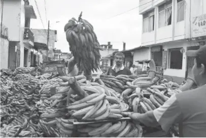  ??  ?? MEDIDA. La prohibició­n de sembrar banano en el país debería incluir también al plátano, según los productore­s.