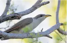  ?? Peter Pearsall, U.S. Fish and Wildlife Service ?? U.S. wildlife managers have set aside vast areas across several states as habitat critical to the survival of the yellow-billed cuckoo.