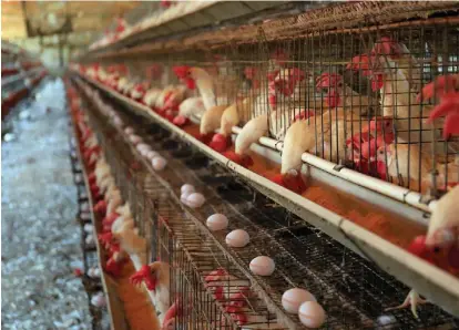  ?? R. RIESTRA ?? En esta región se producen 3 millones de kilos de carne de pollo por semana, por lo que autoridade­s y productore­s buscan proteger al máximo ese estatus de zona libre de influenza aviar.