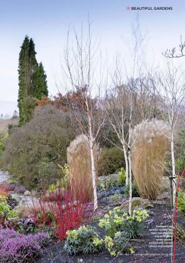  ??  ?? Bodnant’s old gentian rockery has been transforme­d into an exciting winter garden packed with vibrant colours and textures