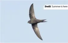  ??  ?? Swift Summer is here