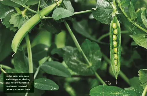  ??  ?? Unlike sugar snap peas and mangetout, shelling peas need to have their tough pods removed before you can eat them.