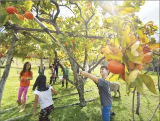  ?? The Maui News MATTHEW THAYER photo ?? Ke Kula ‘O Ho‘omakuapono learning school
students pick persimmons Thursday morning. Run by fourth generation farmer and longtime teacher Licia Sakamoto, the school educates kids about Hawaiian culture and farming sustainabi­lity. Recently the Maui Planning Commission voted to allow Sakamoto to construct seven, one-story classroom buildings at Ulu Pono Farms for the school.