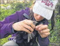  ?? PARKS CANADA ?? Memorial University of Newfoundla­nd graduate student Jenna Mcdermott is trained in the handling of songbirds for research purposes and, here, removes a tagged thrush from a mist net, to allow for data to be downloaded from its tag. The birds are then...